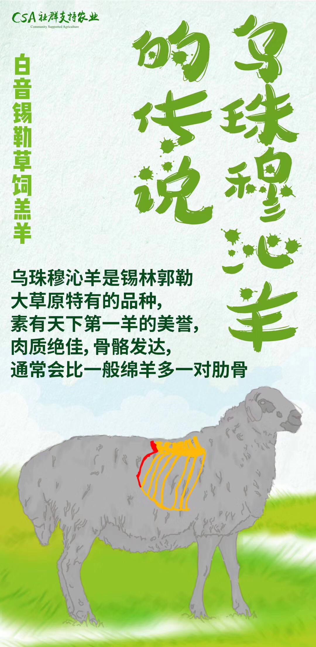 乌珠穆沁羊肉-纯草羊